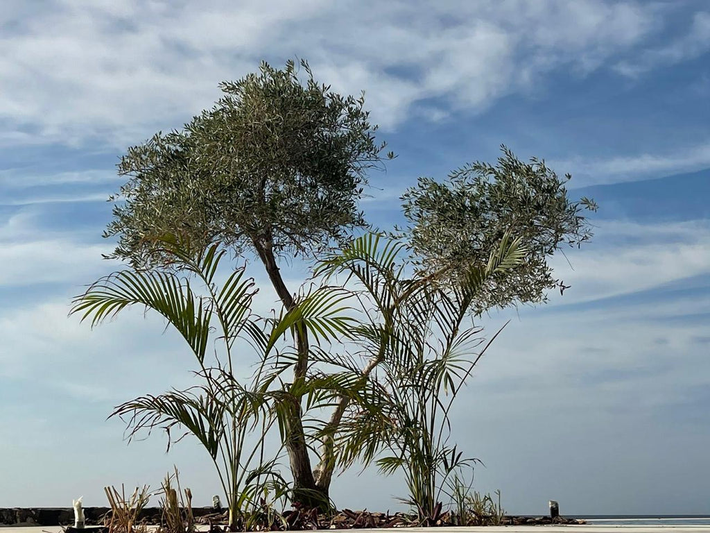 Strategic Consulting: Master Planning & Design